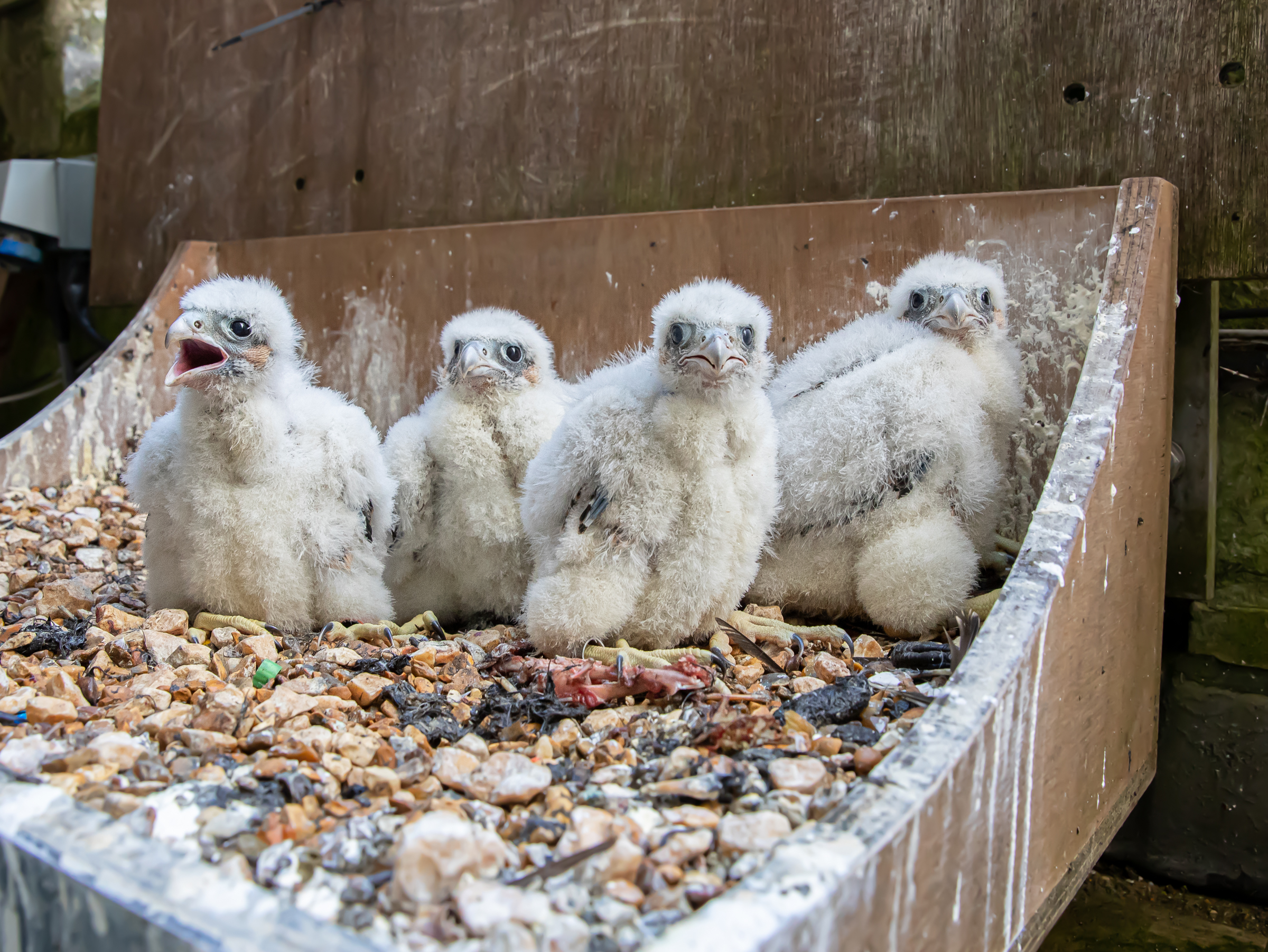 Salisbury Cathedral peregrine chicks named along with parents