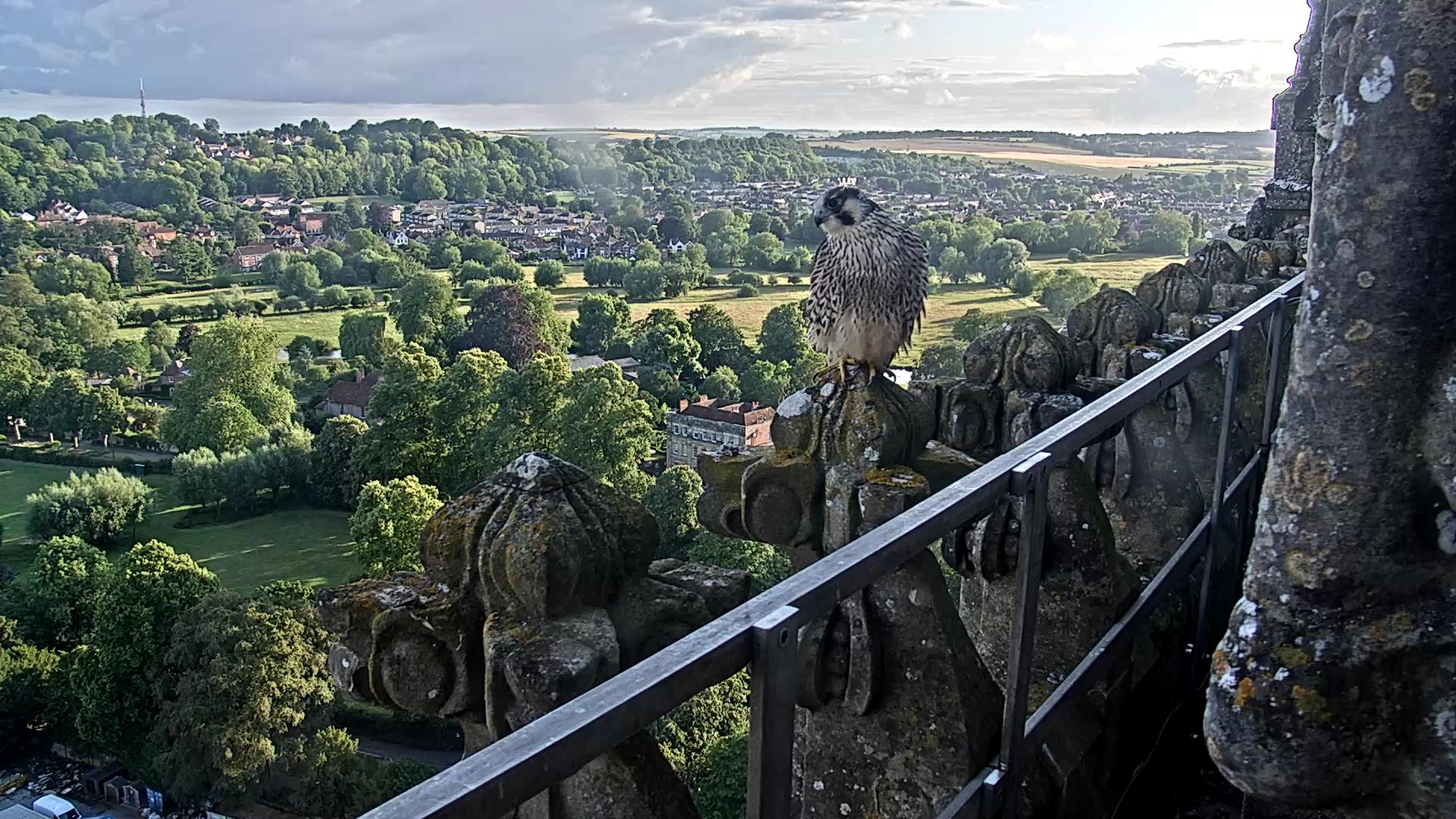A last glimpse of Rex as the peregrine season draws to a close…