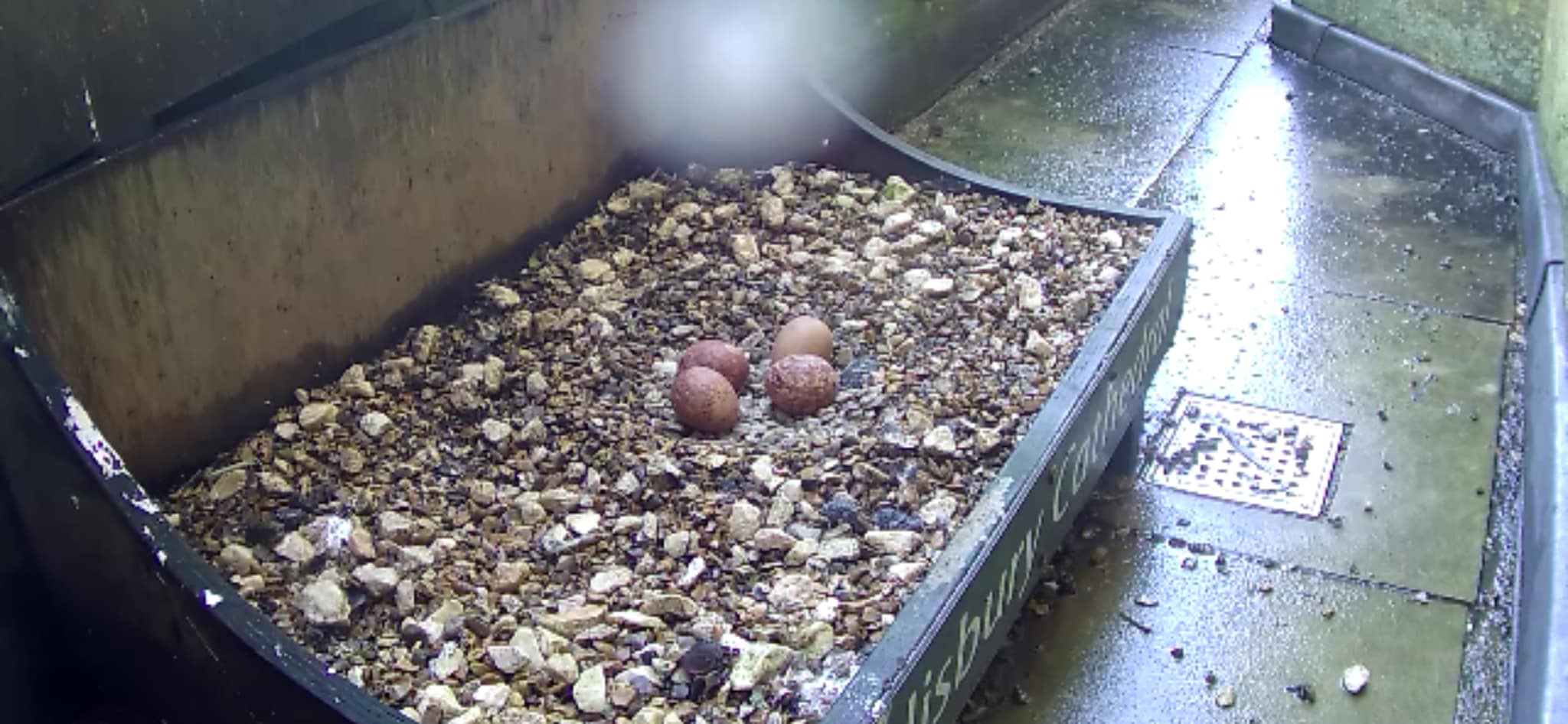 Four eggs laid on the tower – Peregrine Blog  28/03/2024