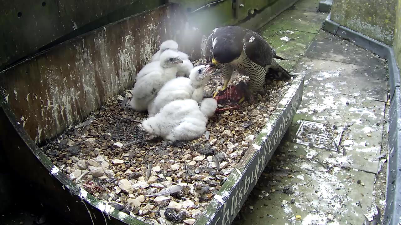 Growing peregrine chicks being fed by parent peregrine in the nestbox