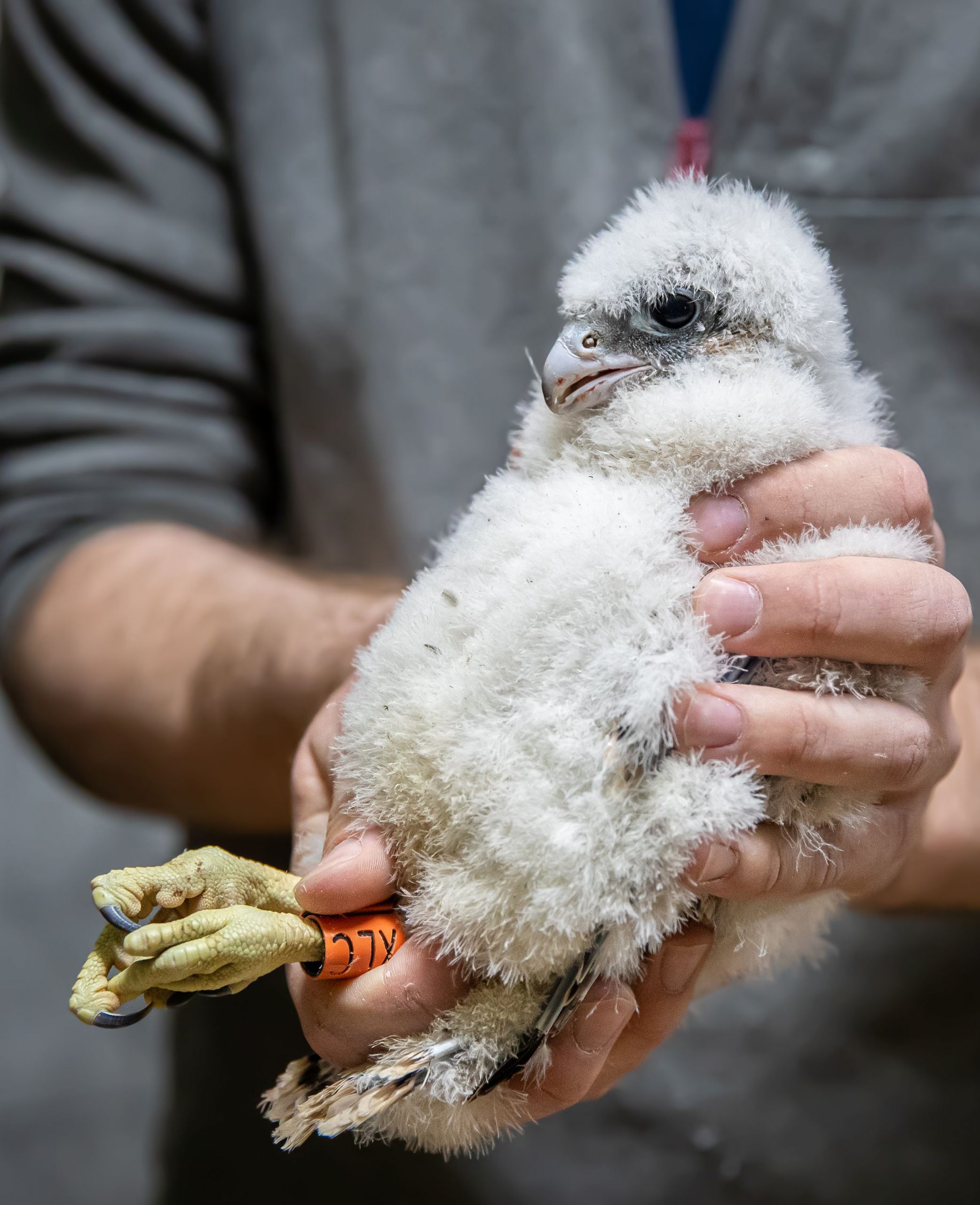 A peregrine falcon chick being held in someone's hands. The chick has a orange ring around its leg