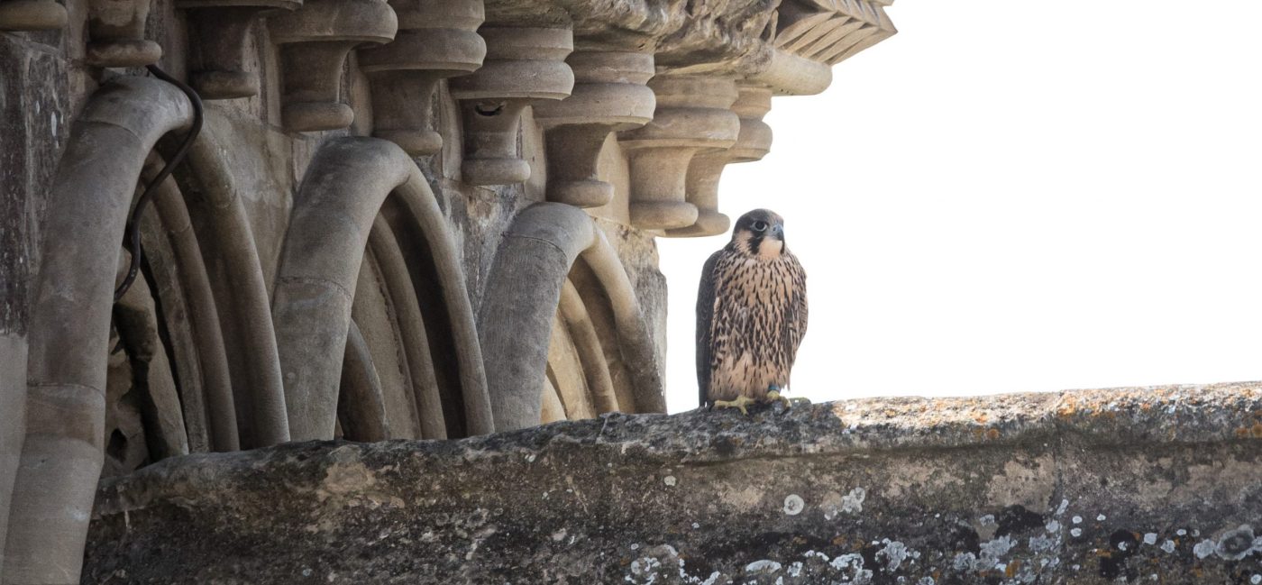 Peregrine Blog Updates