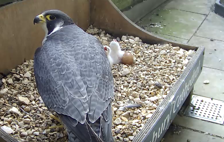 Peregrine Blog #2 | 29 April 2022
