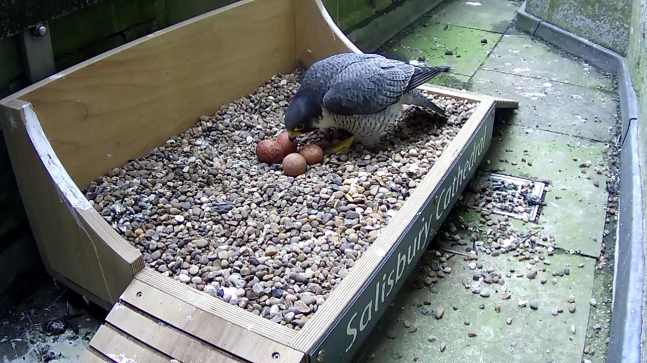 Peregrine Blog No 1 2025