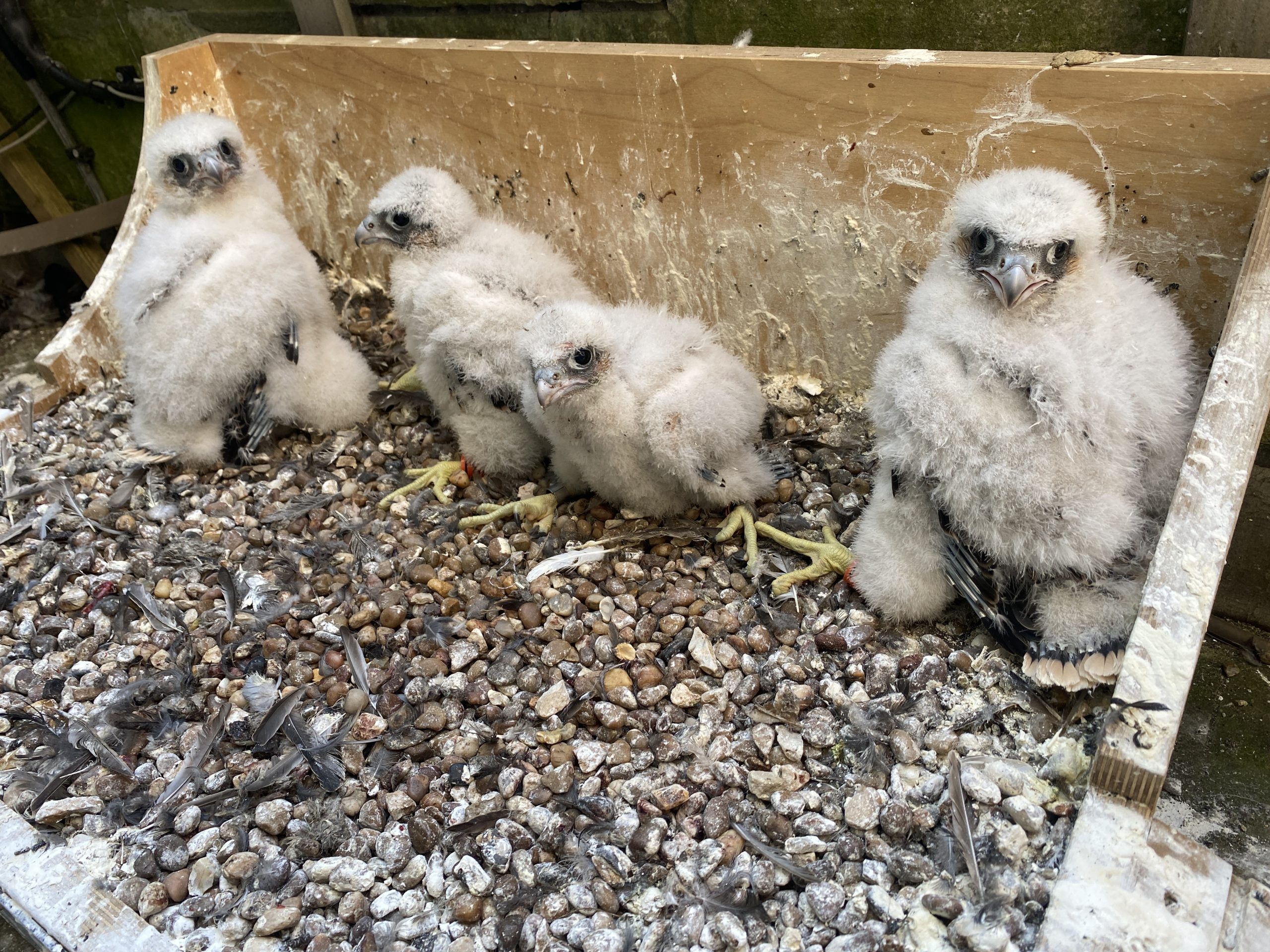 Take part in the naming process of the four peregrine chicks at Salisbury Cathedral