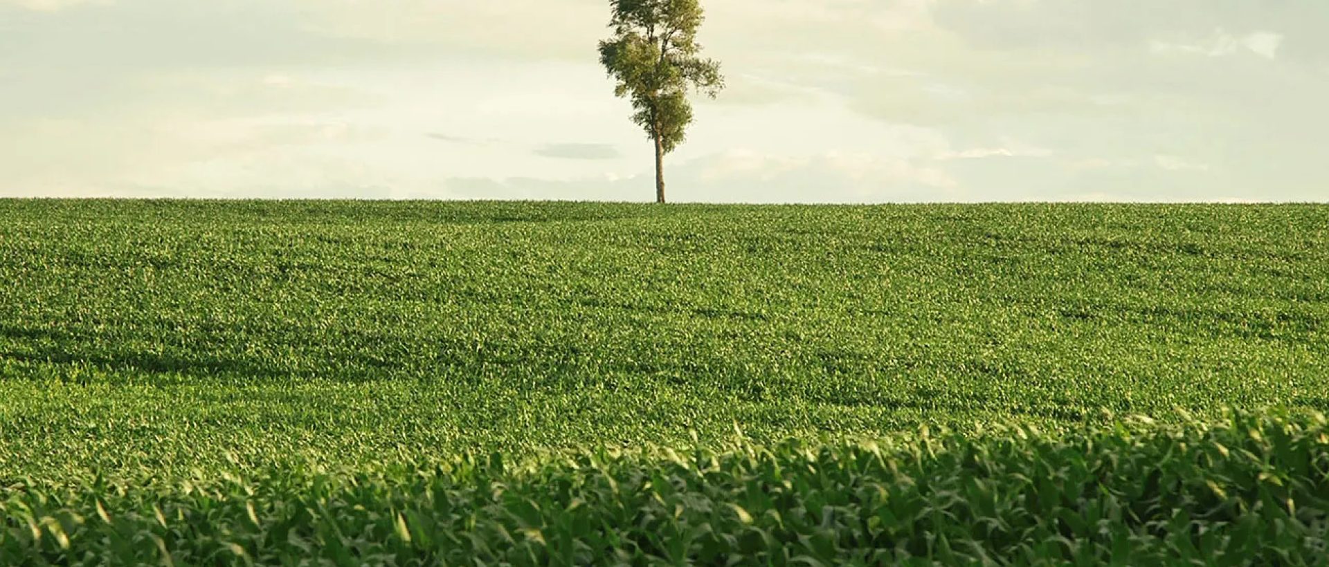 In Pursuit of Silence (PG)