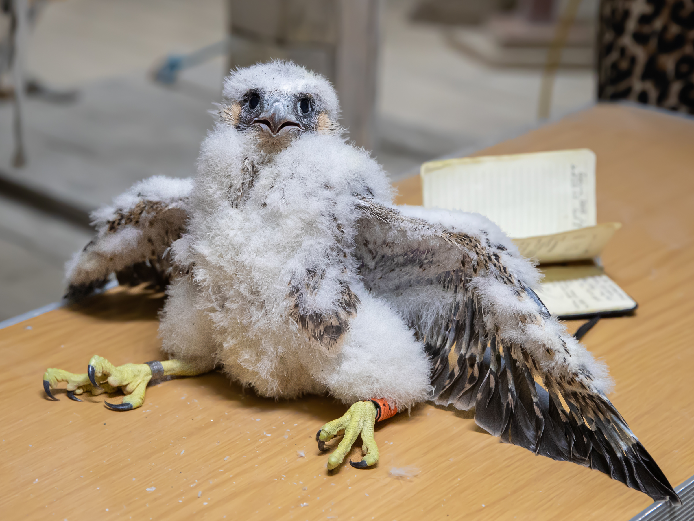 Help name the four peregrine falcon chicks at Salisbury Cathedral