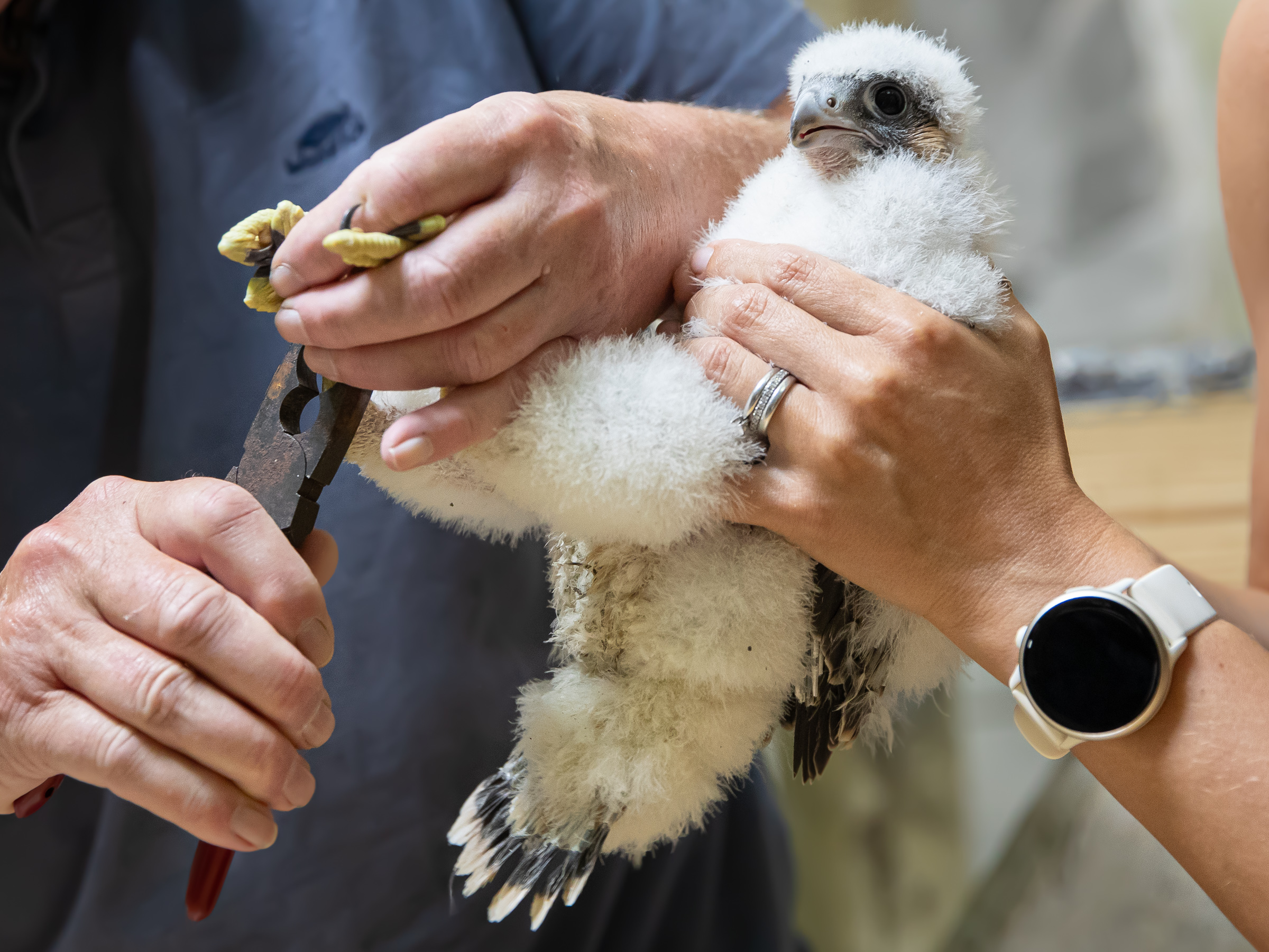 Peregrine Blog 2 2026